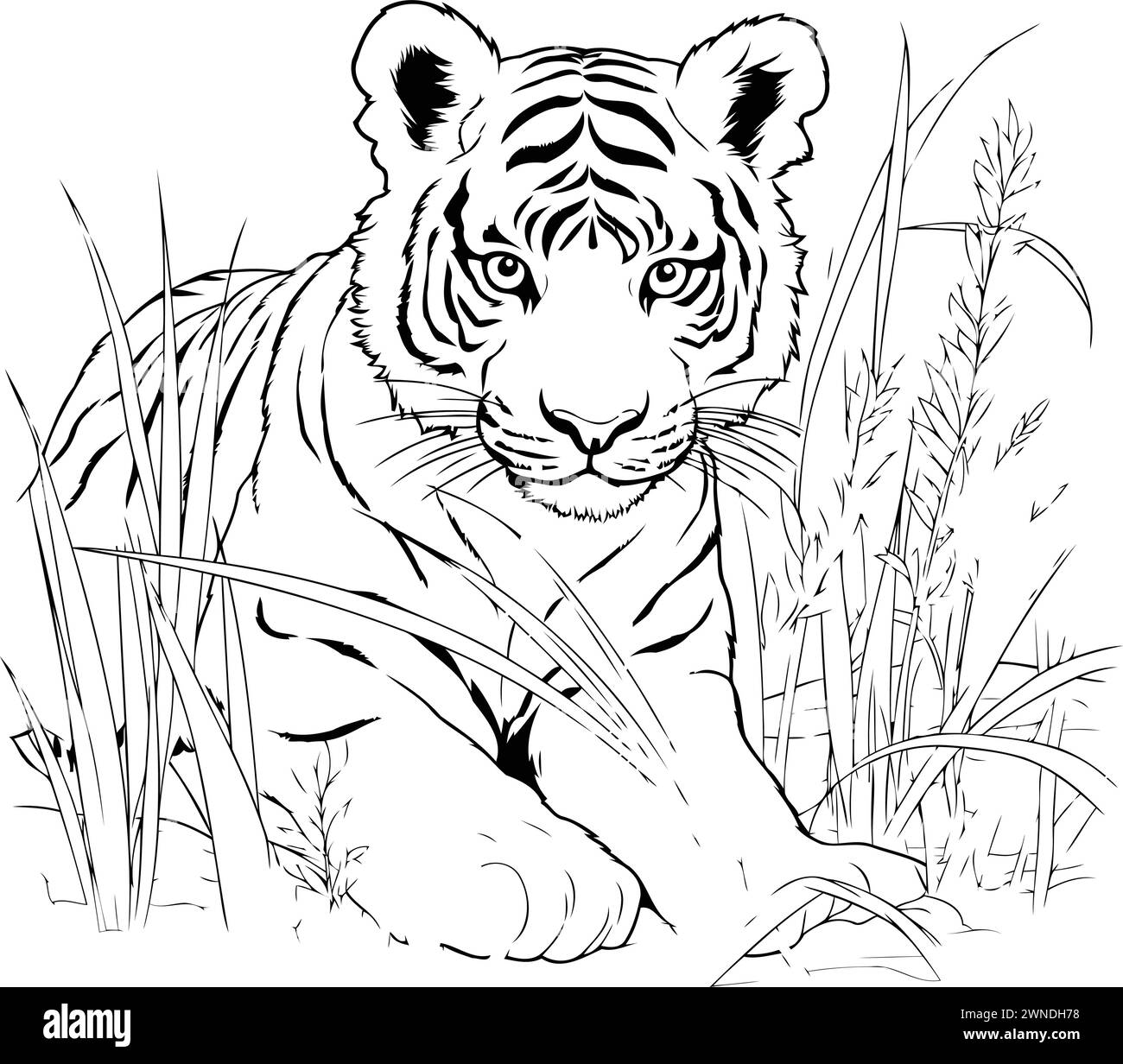 Tiger sitting in grass. Black and white vector illustration for ...