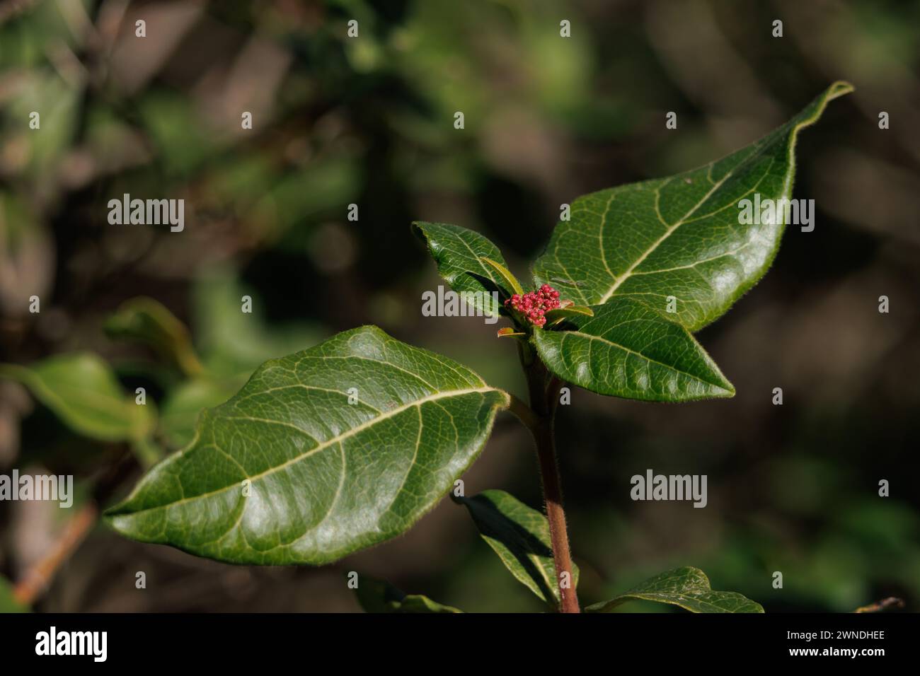 Durillo bush or wild laurel, Viburnum tinus, used in alternative medicine to reduce fever, Alcoy, Spain Stock Photo
