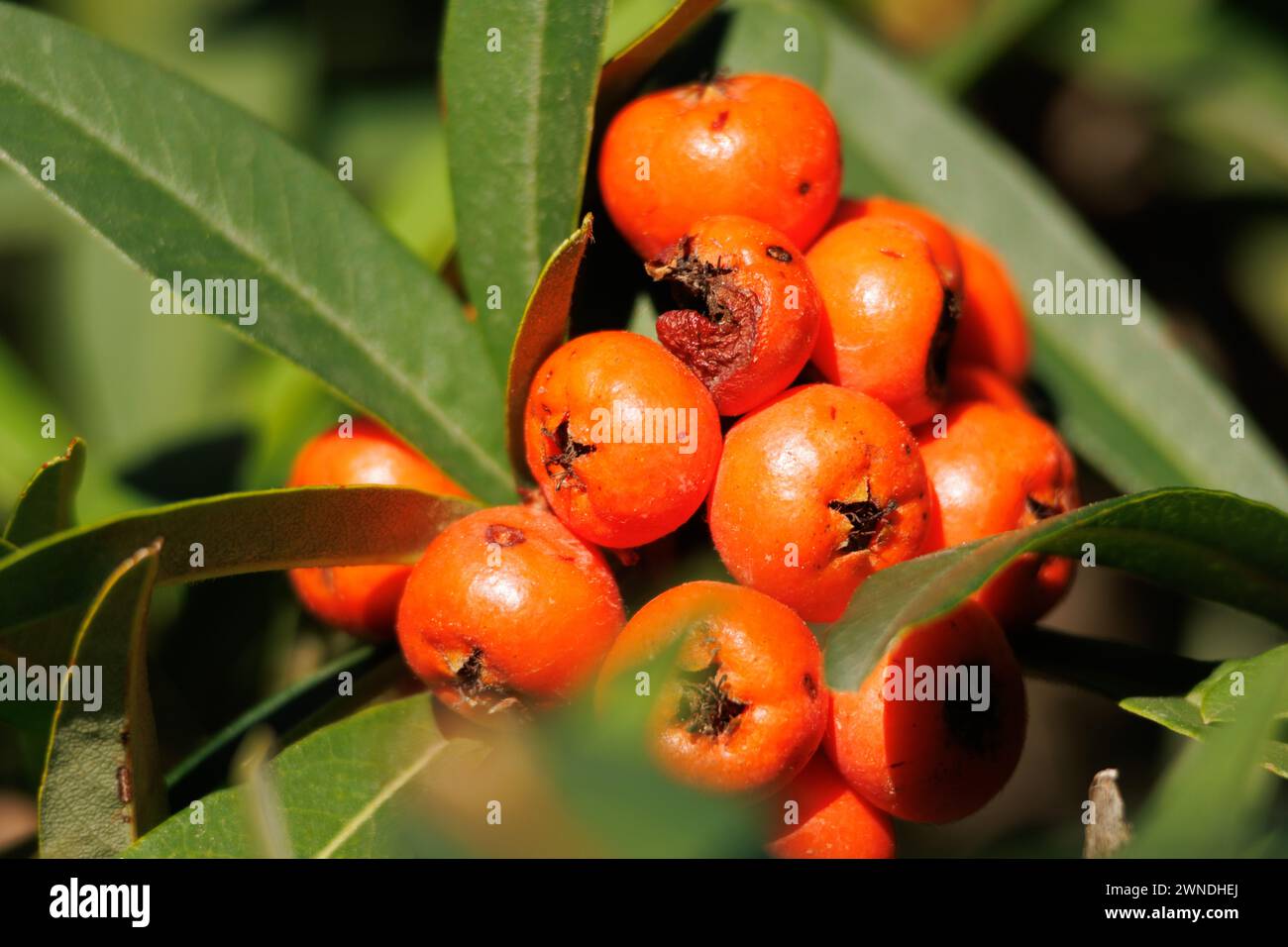 Fruits of the Pyracantha coccinea bush turned orange by the sun in the morning in the Fuente Roja natural park in Alcoy, Spain Stock Photo
