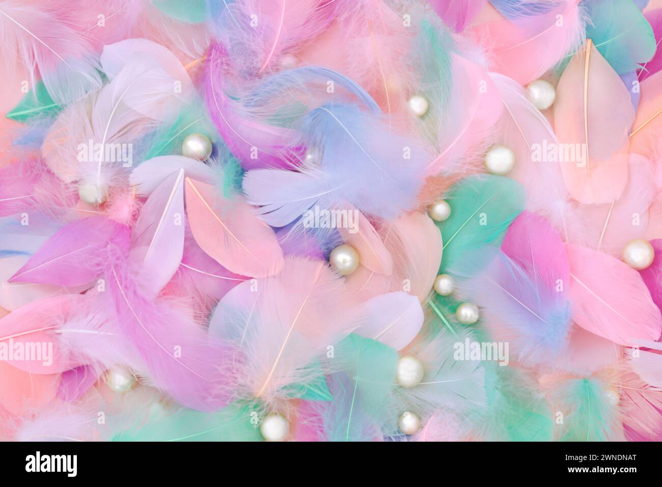 Feather and oyster pearl abstract colorful background. Soft natural nature feminine composition. Stock Photo