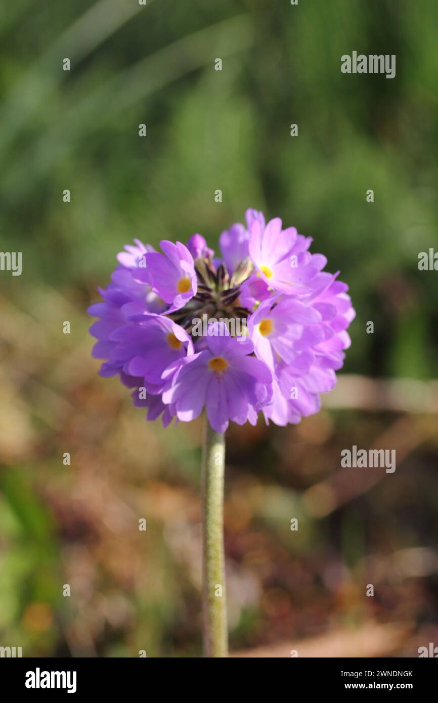 Primula denticulata, the drumstick primrose, is a species of flowering plant in the family Primulaceae, native to moist alpine regions of Asia, from A Stock Photo