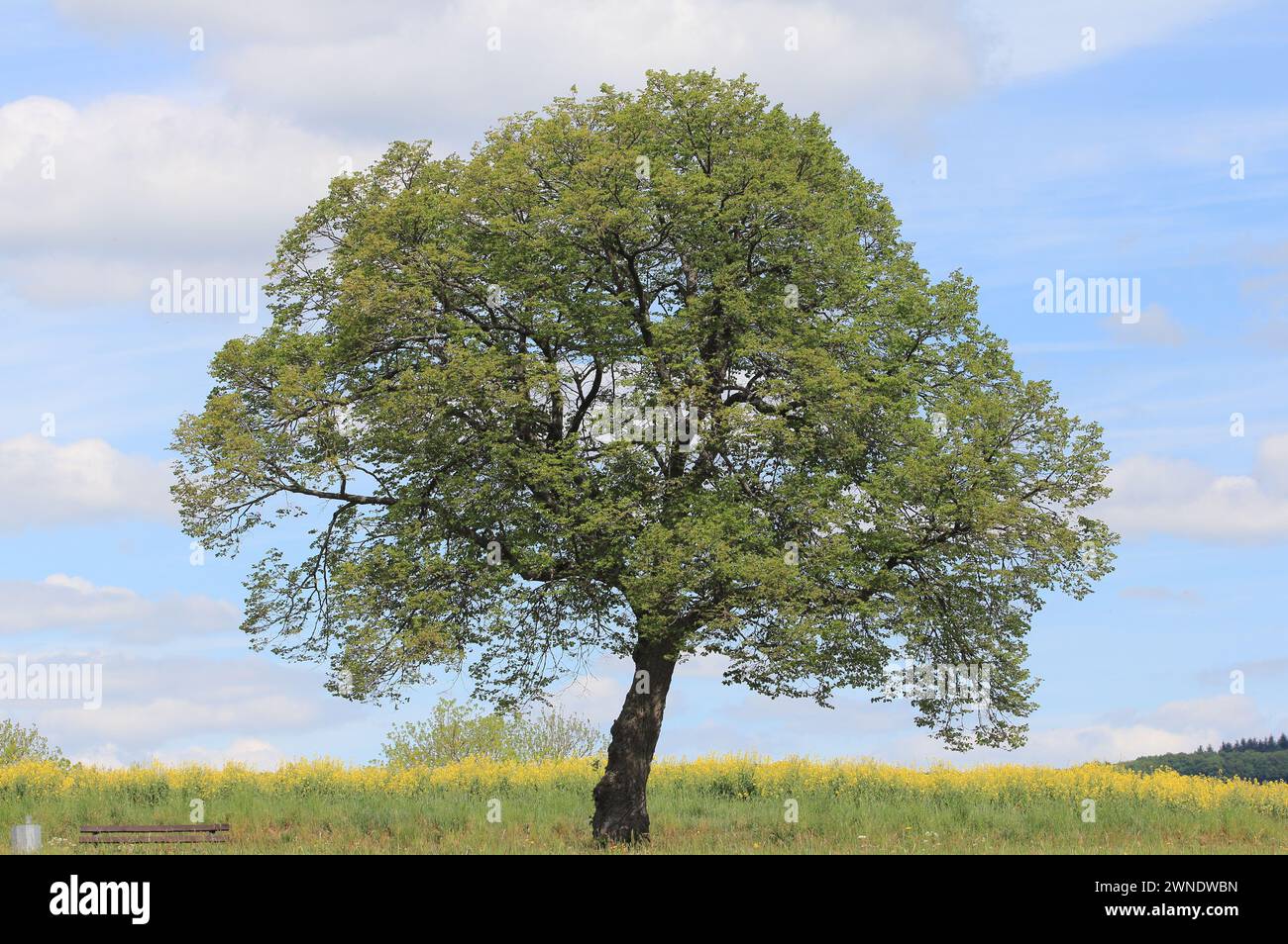 Lonely tree, with blue sky background Stock Photo