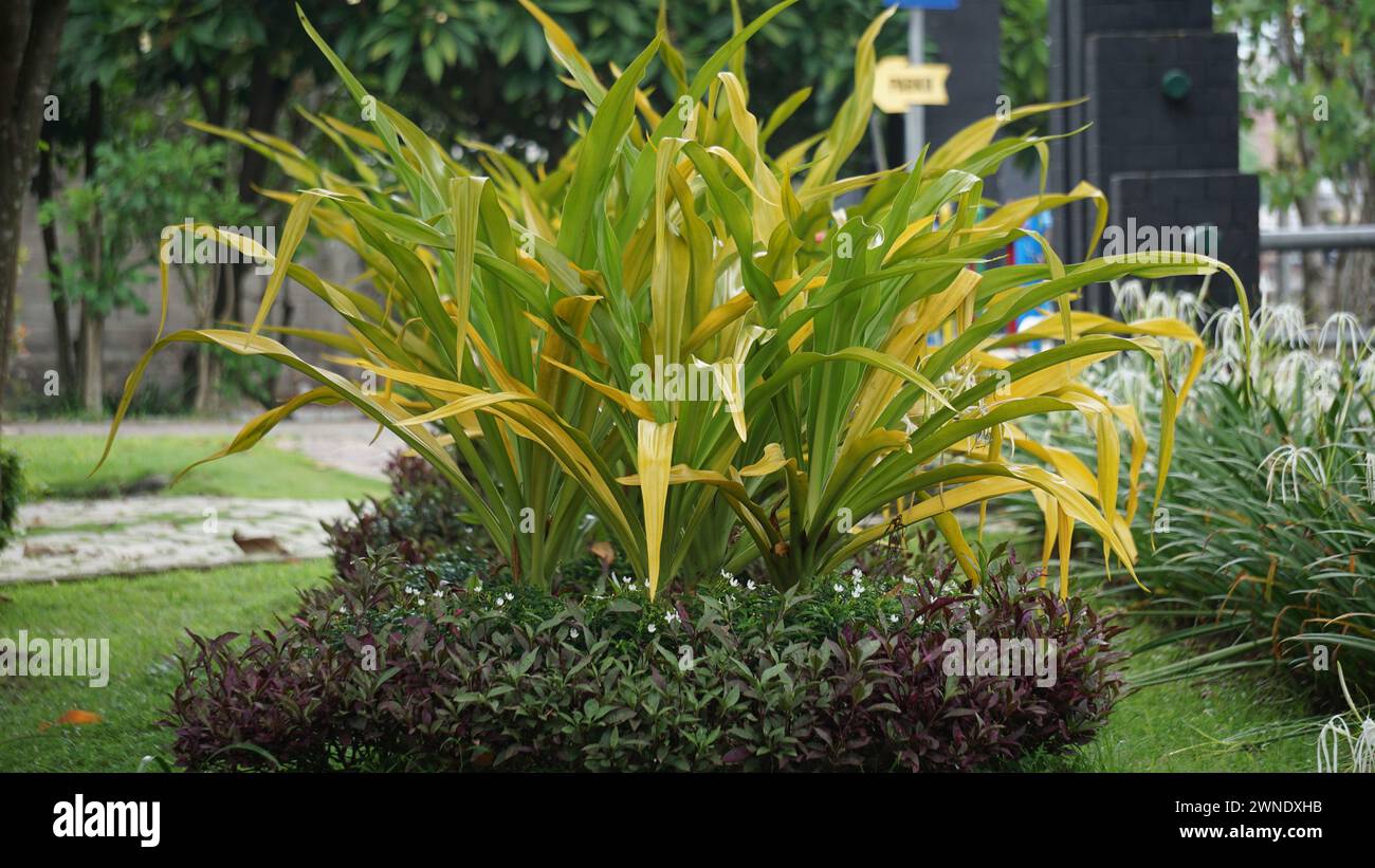 Crinum asiaticum (poison bulb, giant crinum lily). The entire plant is toxic, especially the bulb, that can cause vomiting, abdominal pain, severe etc Stock Photo