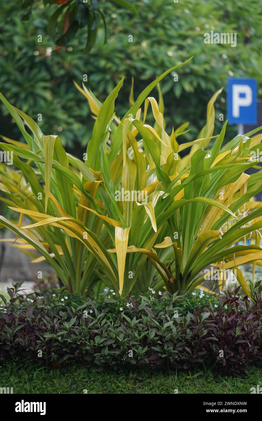 Crinum asiaticum (poison bulb, giant crinum lily). The entire plant is toxic, especially the bulb, that can cause vomiting, abdominal pain, severe etc Stock Photo