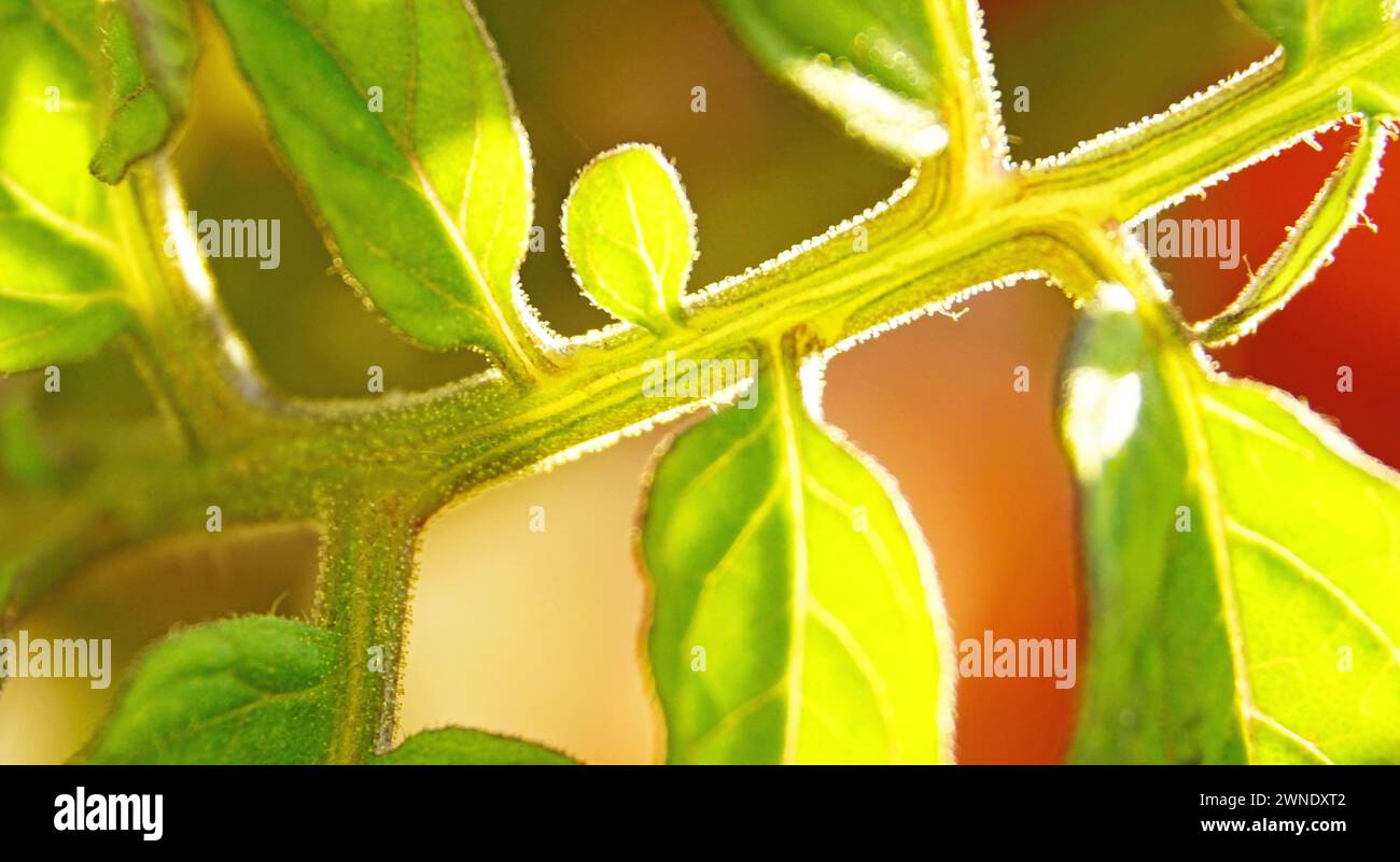 Basil sprouts in a pot for backgrounds Stock Photo