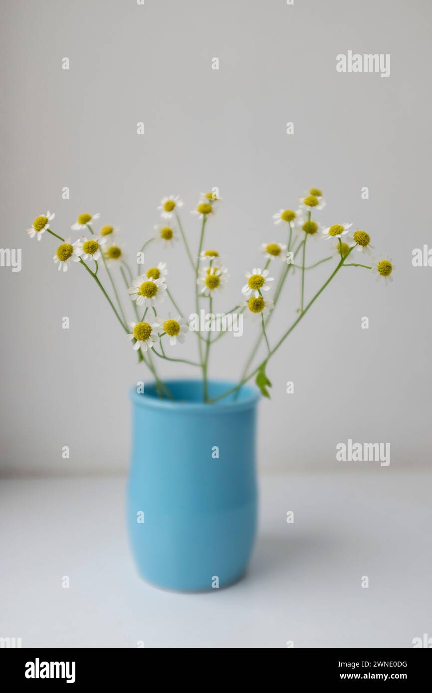 Tanacetum parthenium (also known as feverfew), on a white window, in a light blue vase Stock Photo