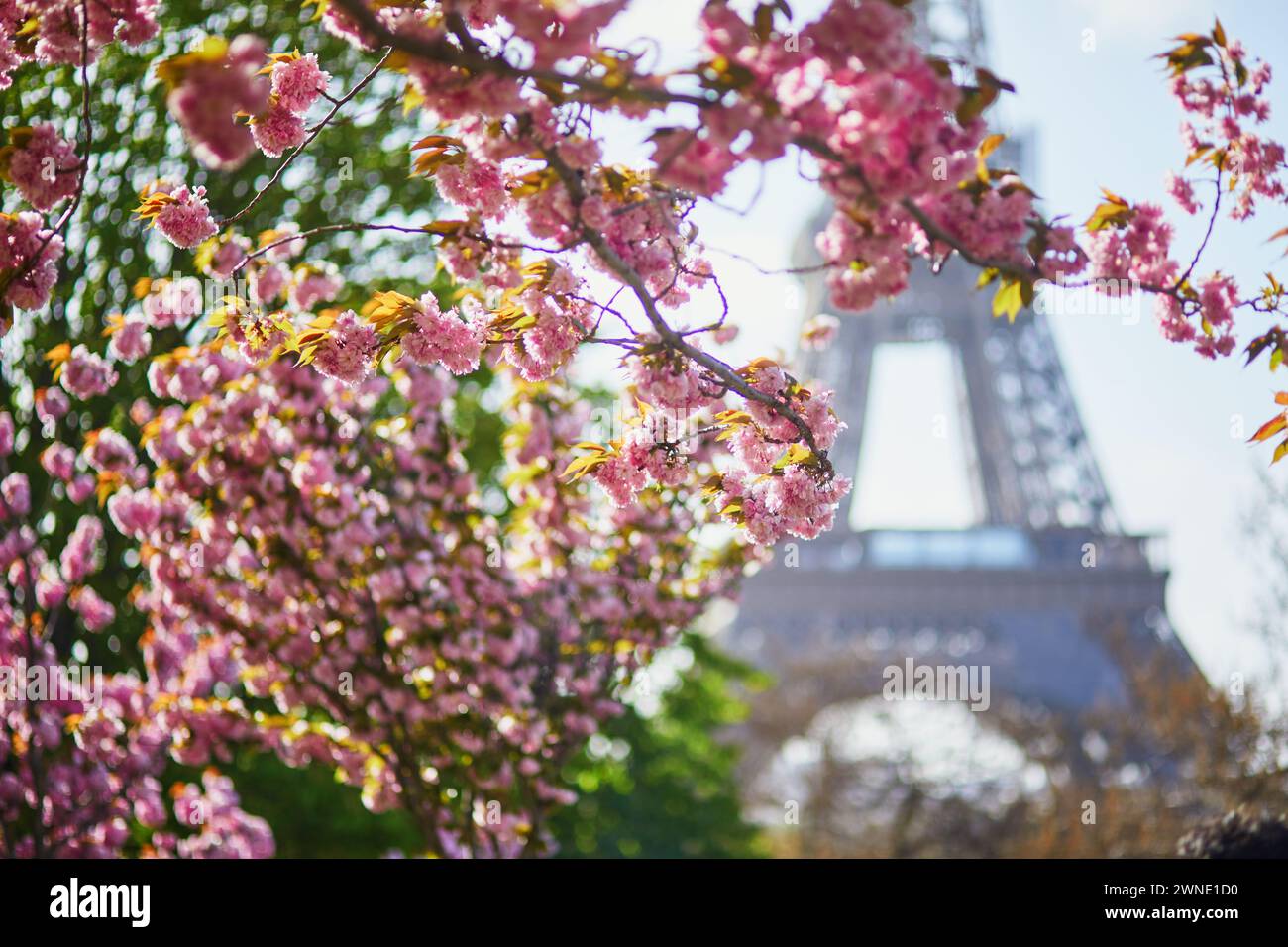 Scenic view of the Eiffel tower with cherry blossom trees in full bloom ...
