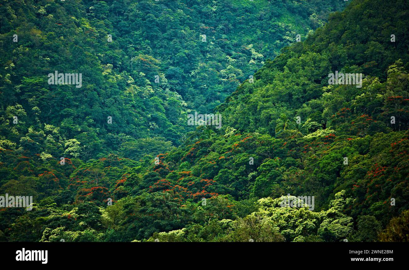 Canopy above trees hi-res stock photography and images - Alamy