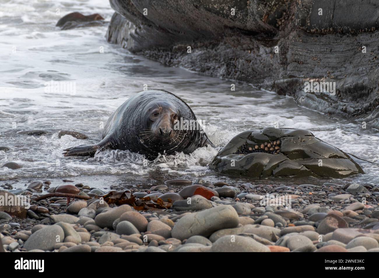 Between a rock and a hard place. Big Bull Seal comes ashore. This beachmaster ruled the mating rights on a beach in Berwickshire, Scotland, UK. Stock Photo