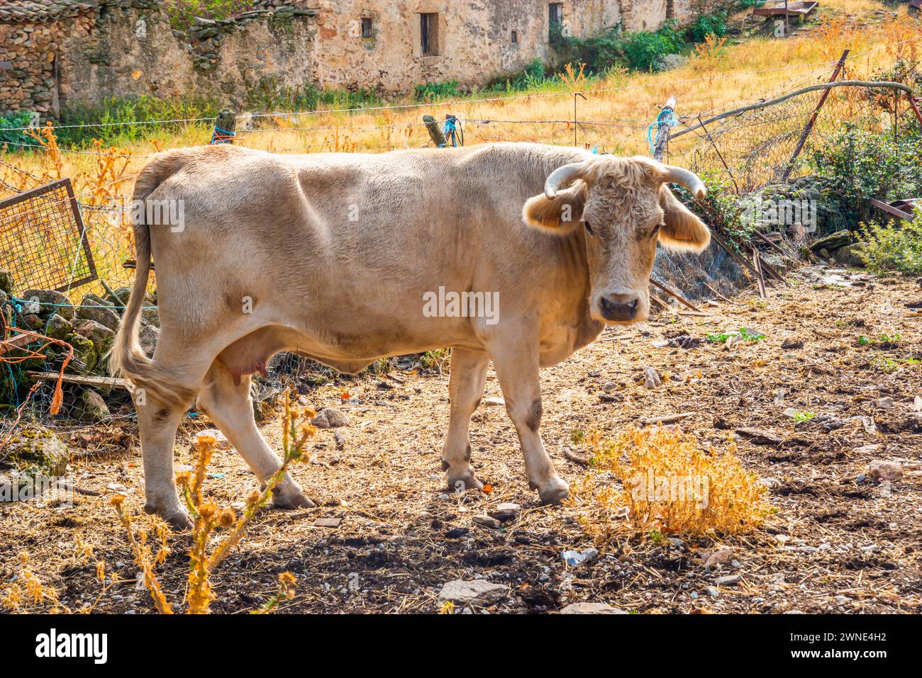 Cow in a pen. Piñuecar, Madrid province, Spain. Stock Photo