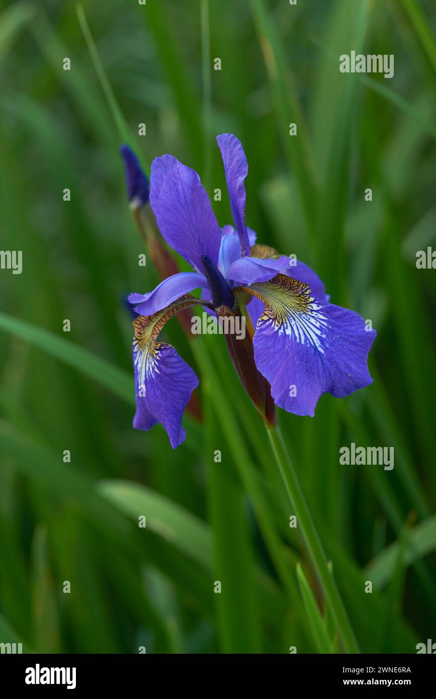 Flower, iris and bloom in outdoors for nature, horticulture and conservation of meadow. Plants, calming and growth in sustainability of countryside Stock Photo