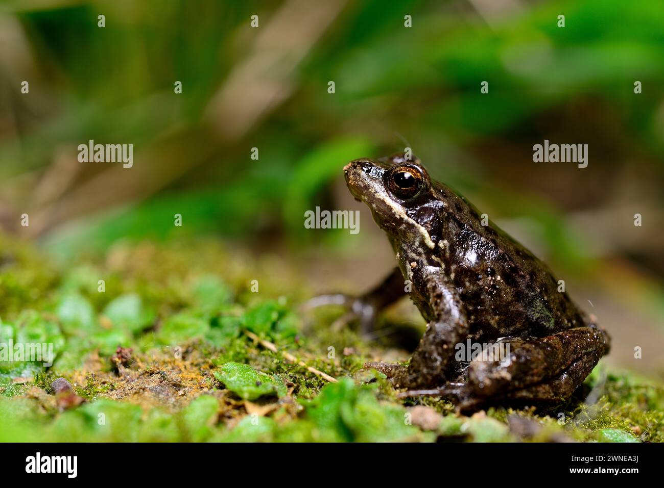 Iberian frog (Rana iberica) close to Monforte de Lemos, Lugo, Spain Stock Photo