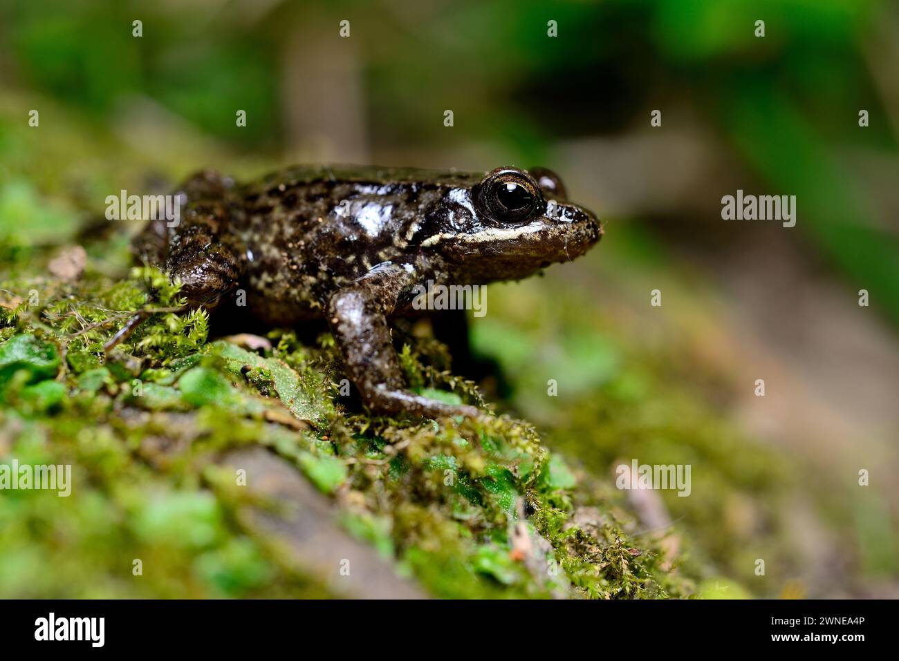 Iberian frog (Rana iberica) close to Monforte de Lemos, Lugo, Spain Stock Photo