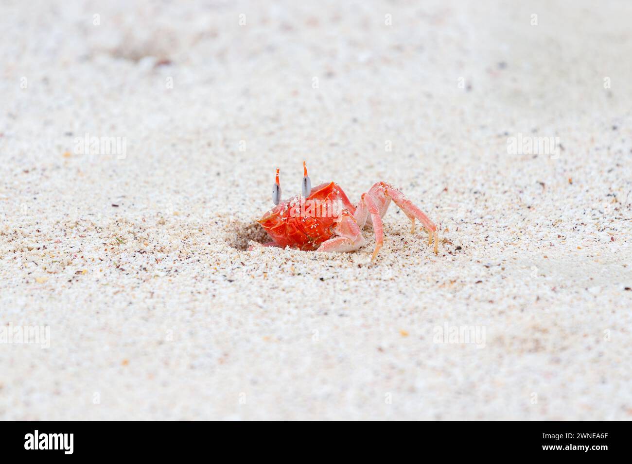 Ghost Crab Ocypode gaudichaudii coming out of hole in sand Galapagos Islands, Ecuador. Stock Photo