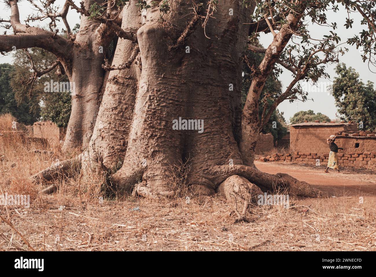 Ouagadougou, Burkina Faso. December 2017. Giant baobab on the edge of an agricultural village Stock Photo
