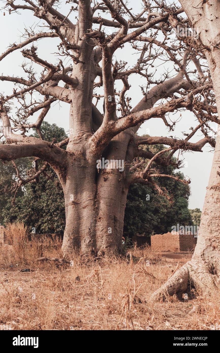 Ouagadougou, Burkina Faso. December 2017. Giant baobab on the edge of an agricultural village Stock Photo