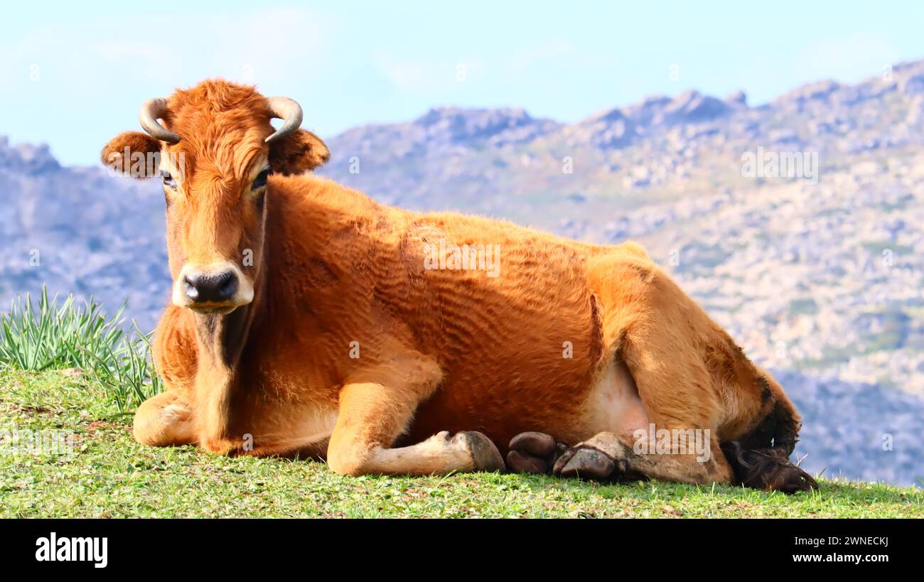 A wild cow sitting and looking at the camera in the mountains of Tetouan Stock Photo
