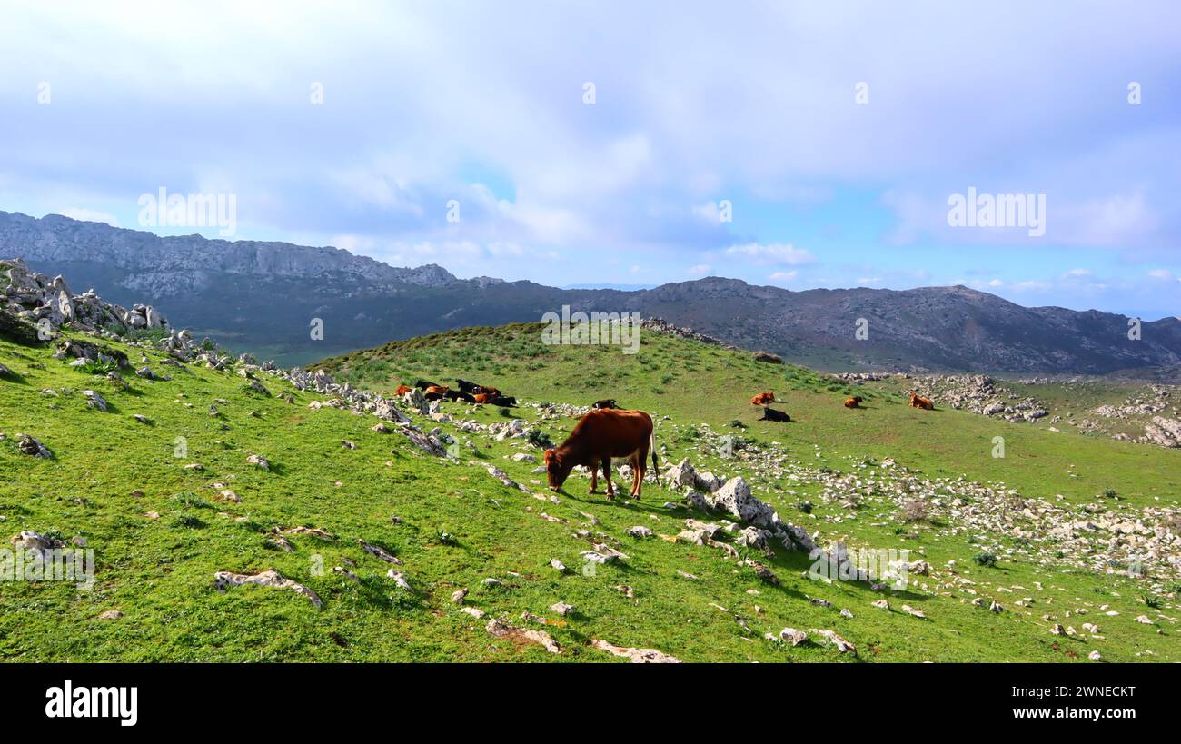 A wild cow sitting and looking at the camera in the mountains of Tetouan Stock Photo