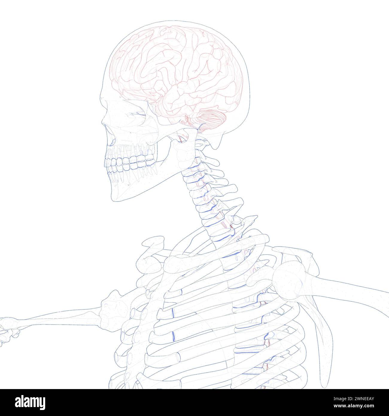 Central Organ of Human Nervous System Brain Anatomy Stock Photo - Alamy