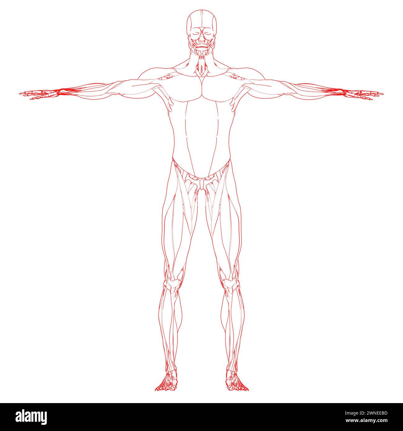 Human Body Muscular System Muscles Anatomy Stock Photo - Alamy