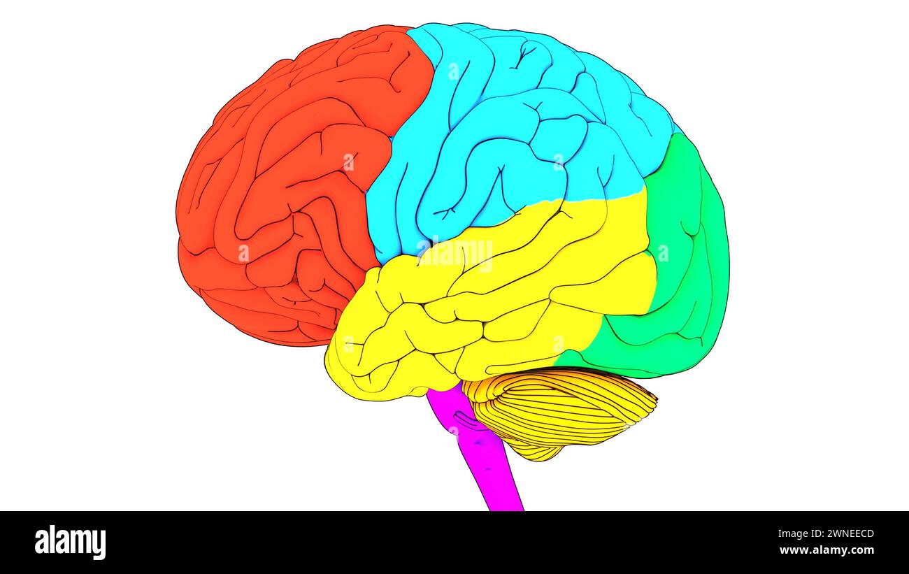 Central Organ of Human Nervous System Brain Lobes Anatomy Stock Photo ...