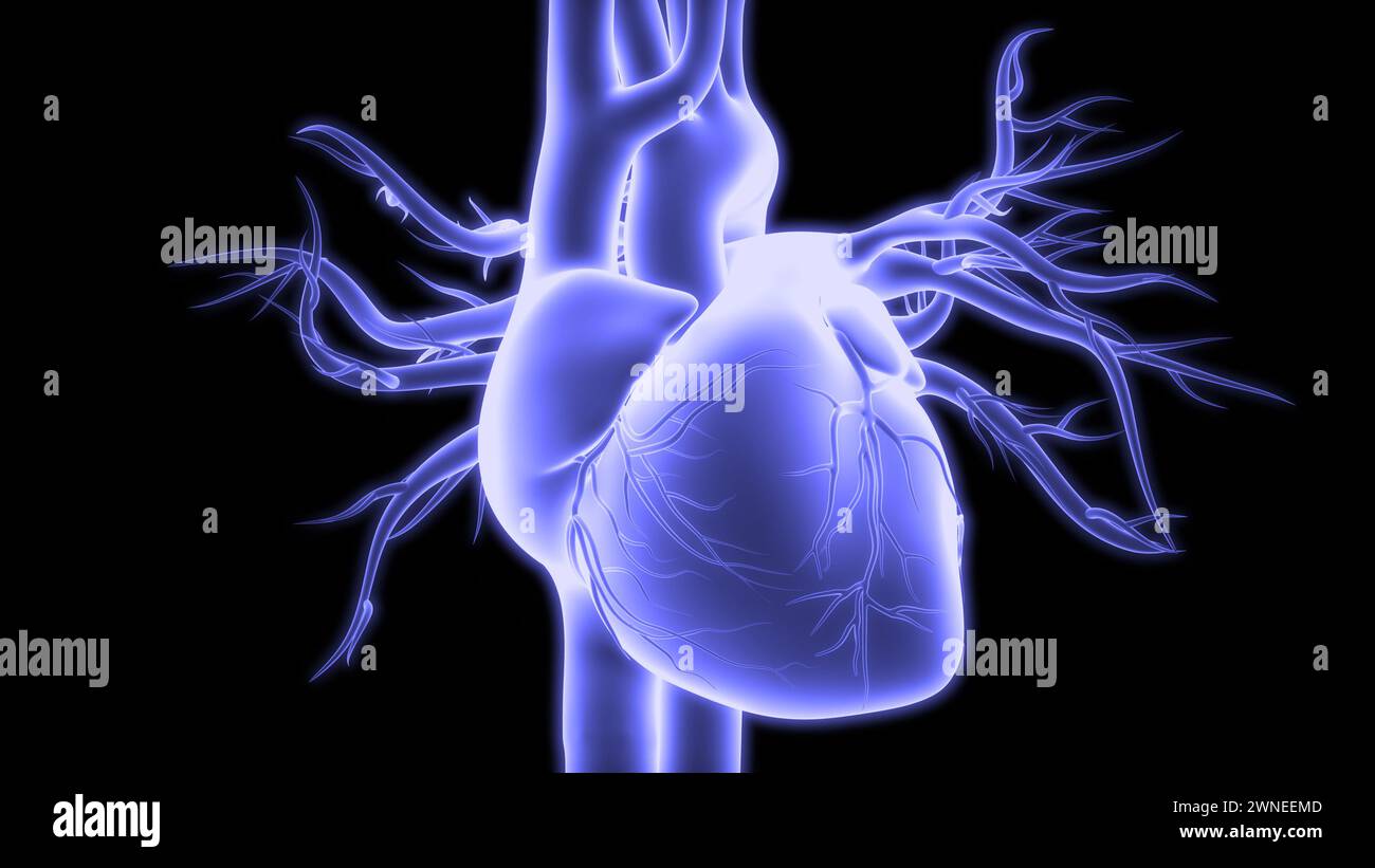 Human Circulatory System Heart Anatomy Stock Photo - Alamy