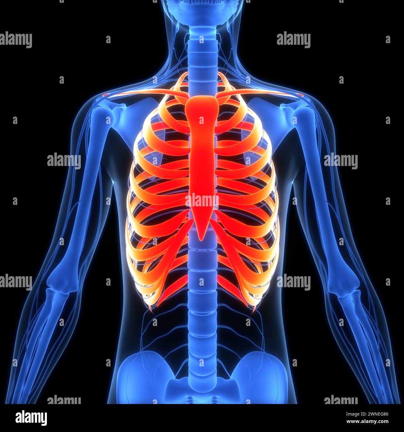Human Skeleton System Rib Cage Bone Joints Anatomy Stock Photo - Alamy