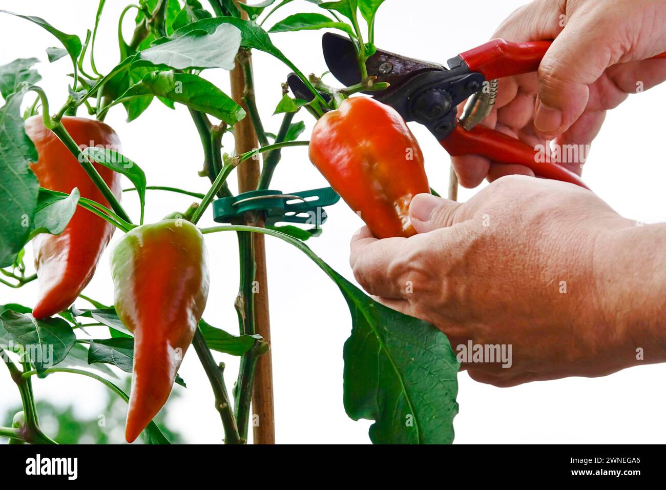 Peppers being harvested, August, Germany Stock Photo - Alamy
