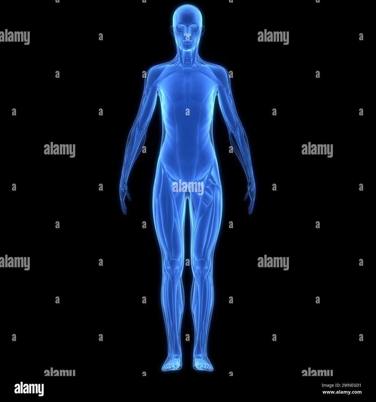 Human body muscular system muscles hi-res stock photography and images ...