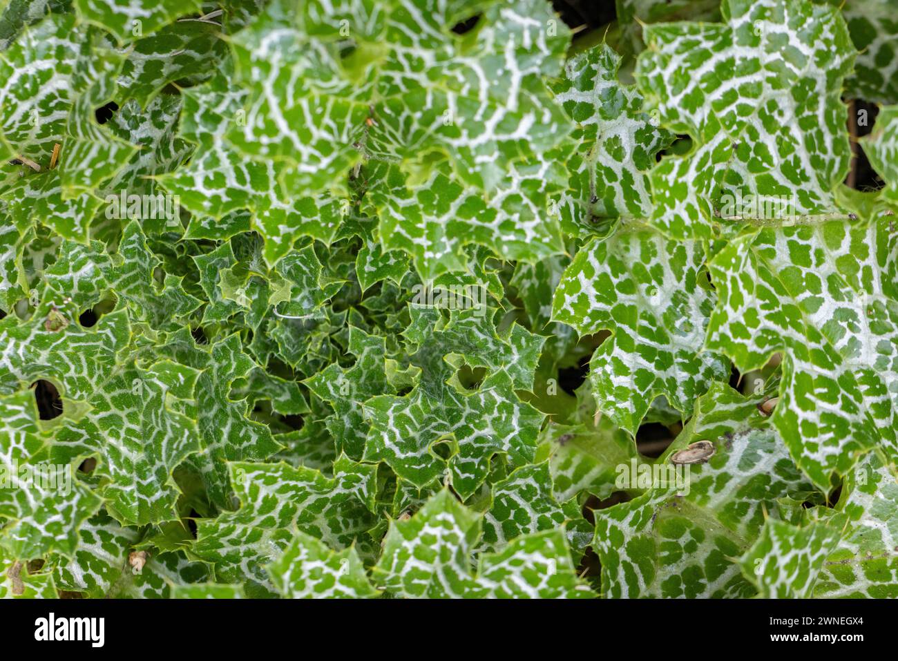 Full-format image of leaves of a carduus marianus (Silybum marianum), Neunkirchen, Lower Austria, Austria Stock Photo