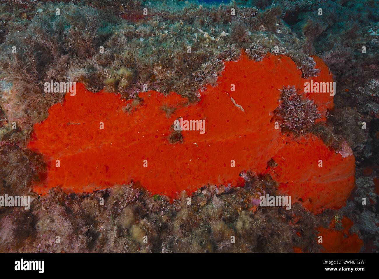 Red crustose sponge (Crambe crambe) in the Mediterranean Sea near Hyeres, dive site Giens Peninsula, Cote d'Azur, France Stock Photo