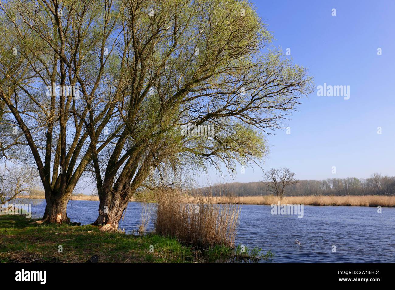 Willow trees on the banks of the Peene in spring, Flusslandschaft Peenetal nature park Park, Mecklenburg-Western Pomerania, Germany Stock Photo