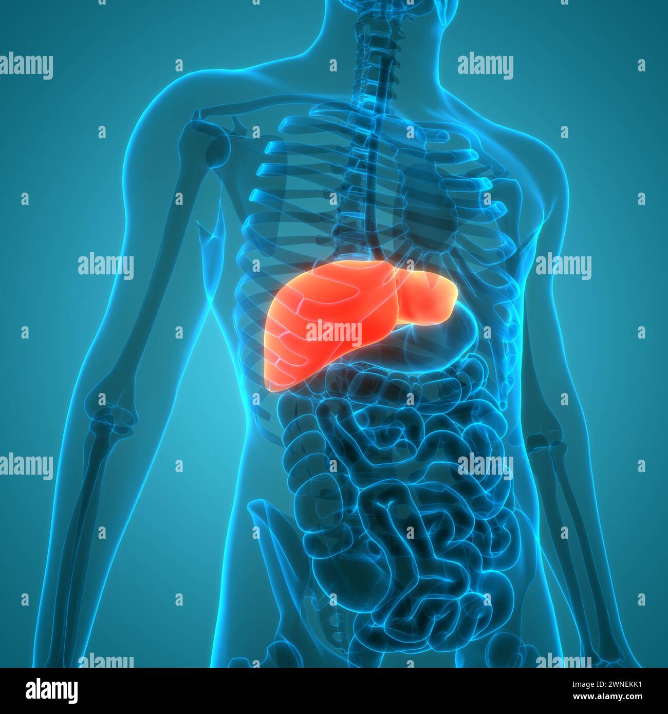 Human Internal Digestive Organ Liver Anatomy Stock Photo - Alamy
