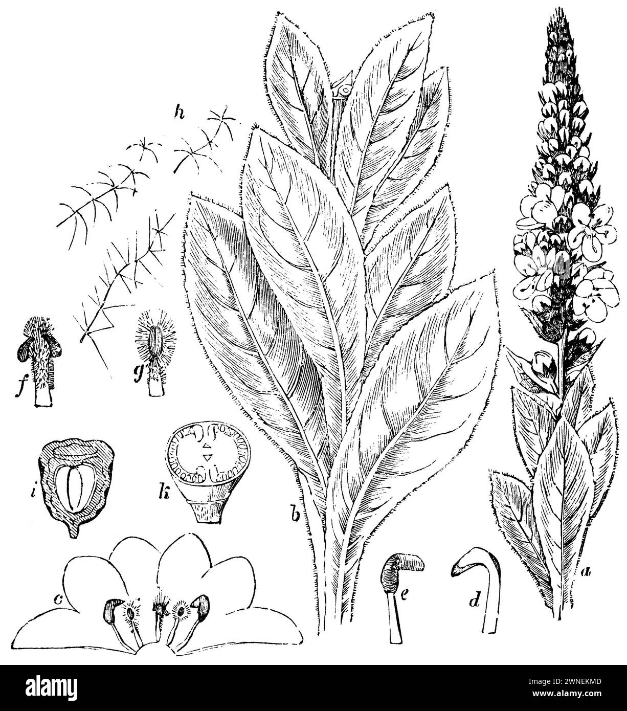 Verbascum thapsus, A) uppermost (inflorescence) and b) a lower part of the stem, c) spreading flower, d) stamen, e) stamen lateral, f) stamen with regular straight anther, g) stamen with regular straight anther lateral, h) stellate hairs, i) average of a seed, k) fruit cut transversely., Verbascum thapsus,  (encyclopedia, 1893), Kleinblütige Königskerze,  A) oberstes (Blütenstand) und b) ein unteres Stück des Stengels, c) ausgebreitete Blüte, d) Staubgefäß, e) Staubgefäß seitlich, f) Staubgefäß mit regelmäßigem geraden Staubbeutel, g) Staubgefäß mit regelmäßigem geraden Staubbeutel seitlich, h Stock Photo
