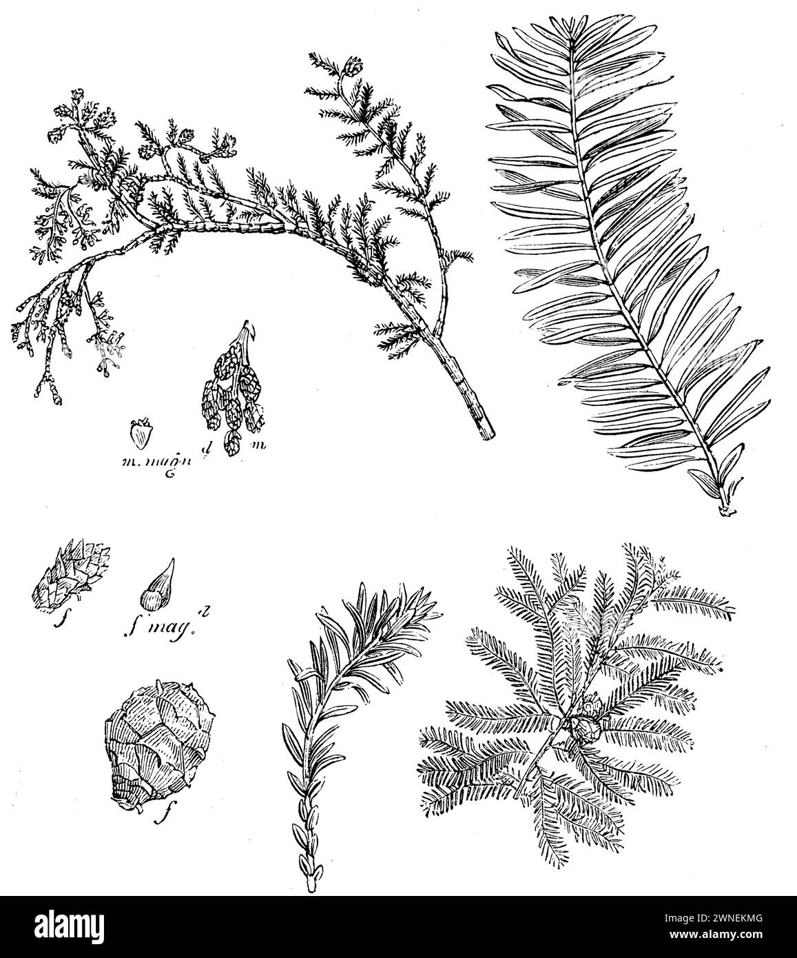 bald cypress, breathing roots, Taxodium distichum,  (garden book, 1877), Sumpfzypresse, Atemwurzeln, Cyprès chauve, ou Cyprès de Louisiane et Cipre, racines respiratoires Stock Photo