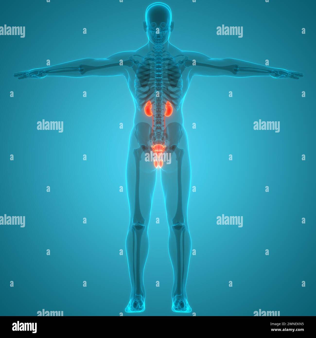 Human Urinary System Kidneys with Bladder Anatomy Stock Photo - Alamy