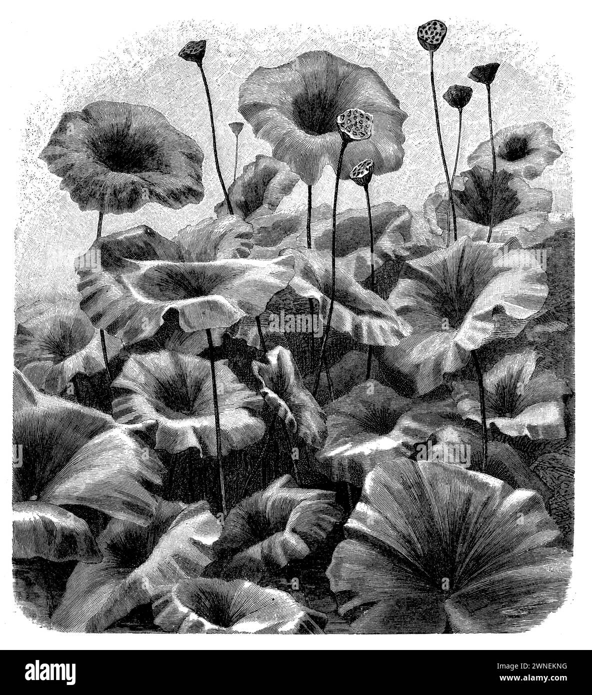 Nelumbo nucifera, Nelumbo nucifera,  (botany book, 1905), Indische Lotosblume, lotus sacré Stock Photo