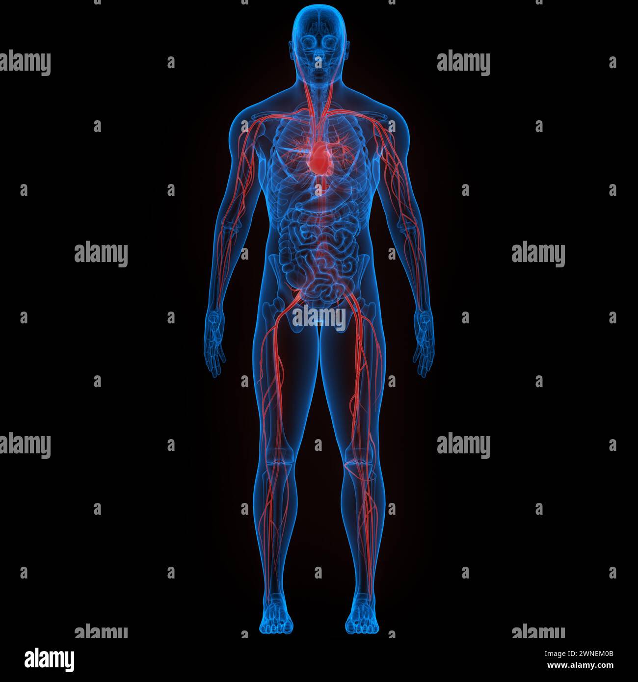 Human Circulatory System Heart Anatomy Stock Photo - Alamy