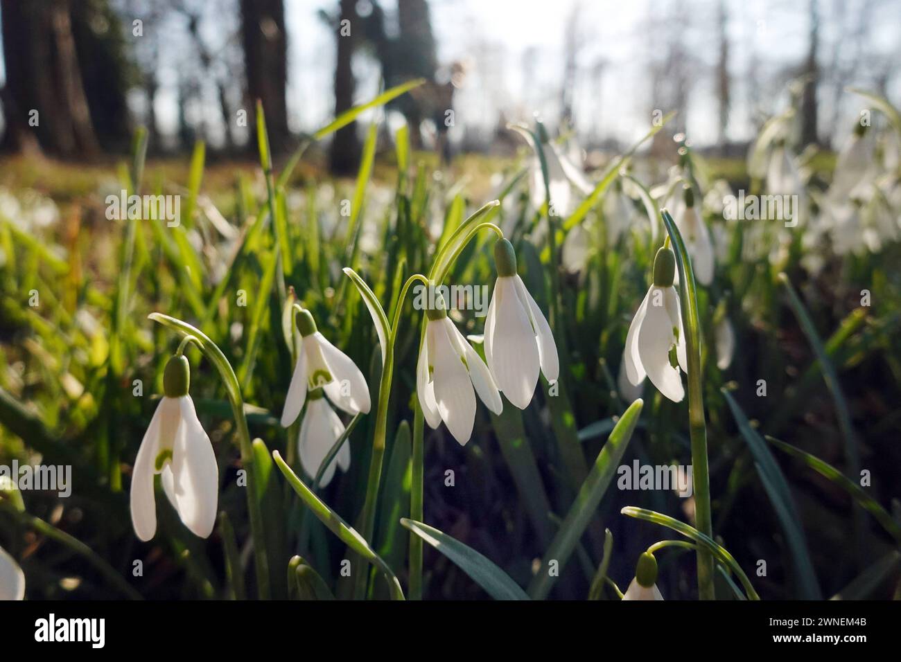 11.03.2022, Burg, Sachsen-Anhalt, GER - Schneegloeckchen. aussen, Aussenaufnahme, Biologie, Blueten, Blumen, Botanik, botanisch, Burg, deutsch, Deutschland, Europa, europaeisch, Flora, Fruehlingsboten, Galanthus, Garten, Gartenblumen, Gartenpflanzen, Gegenlicht, Gegenlichtaufnahme, Gras, Jahreszeit, Natur, niemand, Pflanzen, QF, Querformat, Sachsen-Anhalt, Schneegloeckchen, Westeuropa, Winter, Zierblumen, Zierpflanzen 220311D703BURG.JPG *** 11 03 2022, Burg, Saxony Anhalt, GER Snowdrops outside, outdoor, biology, flowers, botany, botanical, Burg, German, Germany, Europe, european, flora, heral Stock Photo