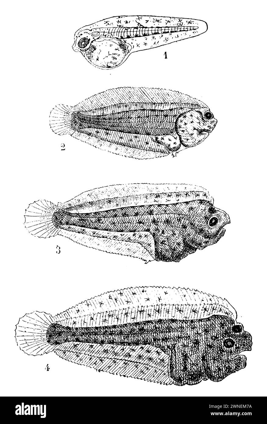 common sole; ole, development: 1. larva shortly after hatching (less than twenty-four hours old). 2. larva with one left eye on the far left side. 3. slightly older larva with the left eye, visible through transparency, still on the left side of the body, near the top profile of the head. 4. larva even older, showing the left eye very close to the upper profile of the head, but already transitioning almost to the right. (According to Fabre-Domergue), Solea solea,  (zoology book, 1909), Seezunge, Entwicklung: 1. Larve kurz nach dem Schlüpfen (weniger als vierundzwanzig Stunden alt). 2. Larve mi Stock Photo