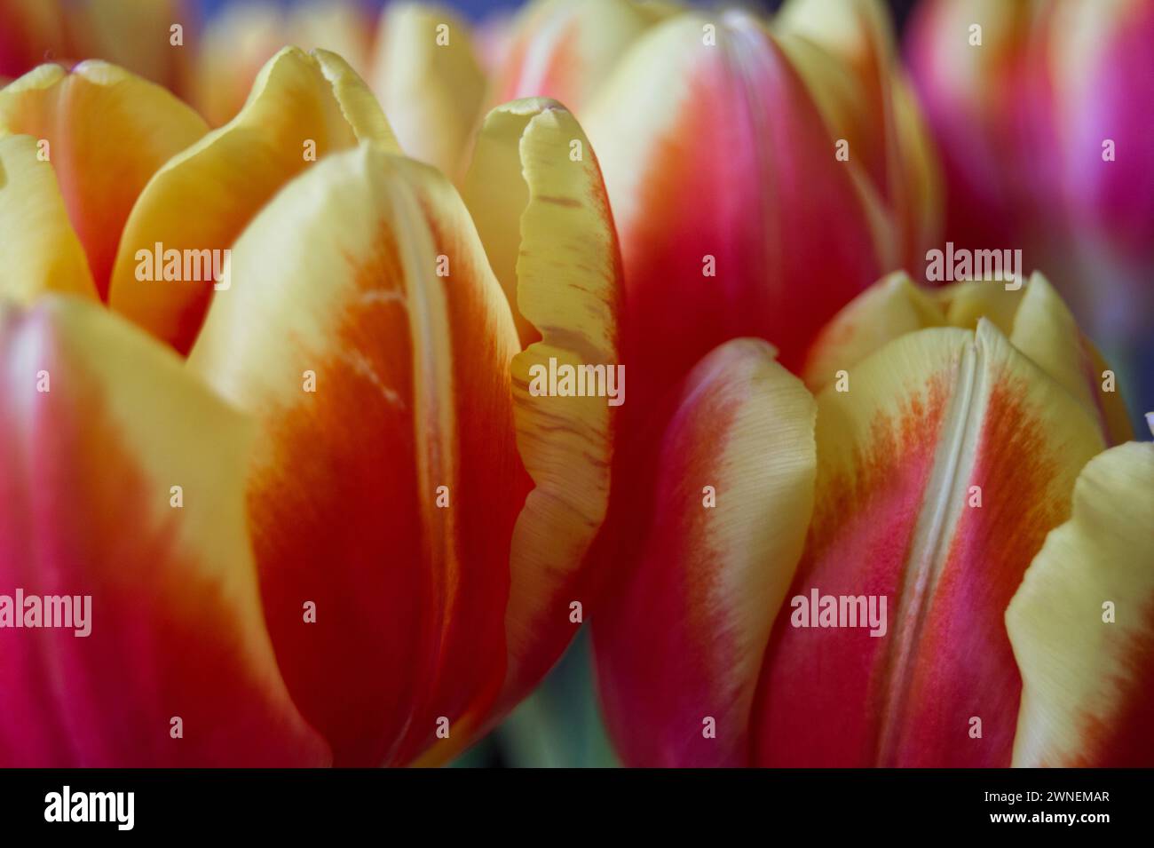 close-up of red tulips Stock Photo