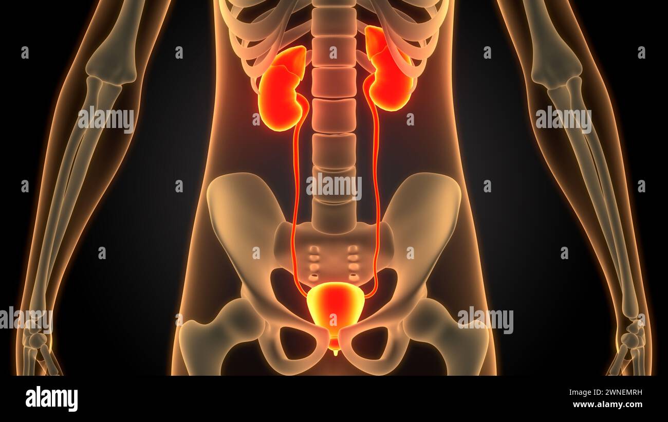 Human Urinary System Kidneys with Bladder Anatomy Stock Photo - Alamy
