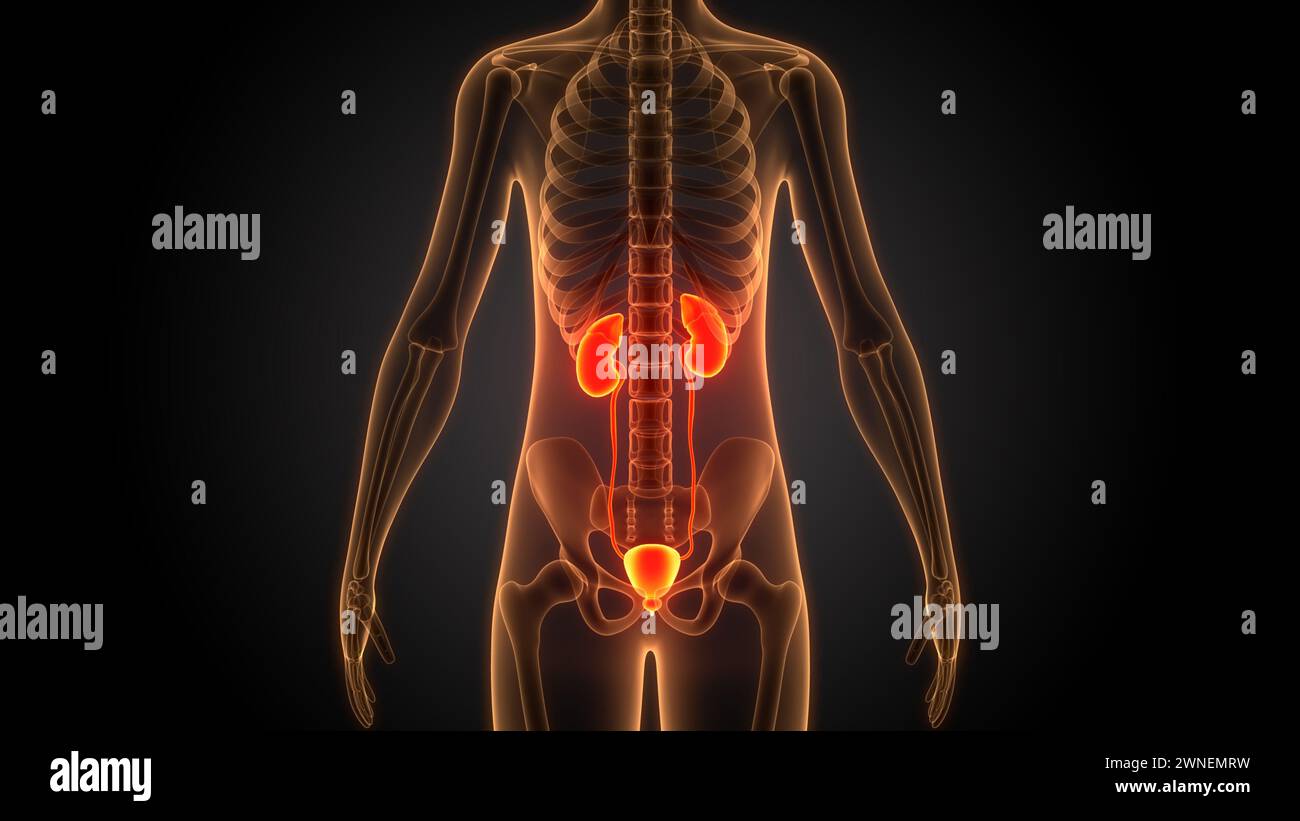 Human Urinary System Kidneys with Bladder Anatomy Stock Photo - Alamy