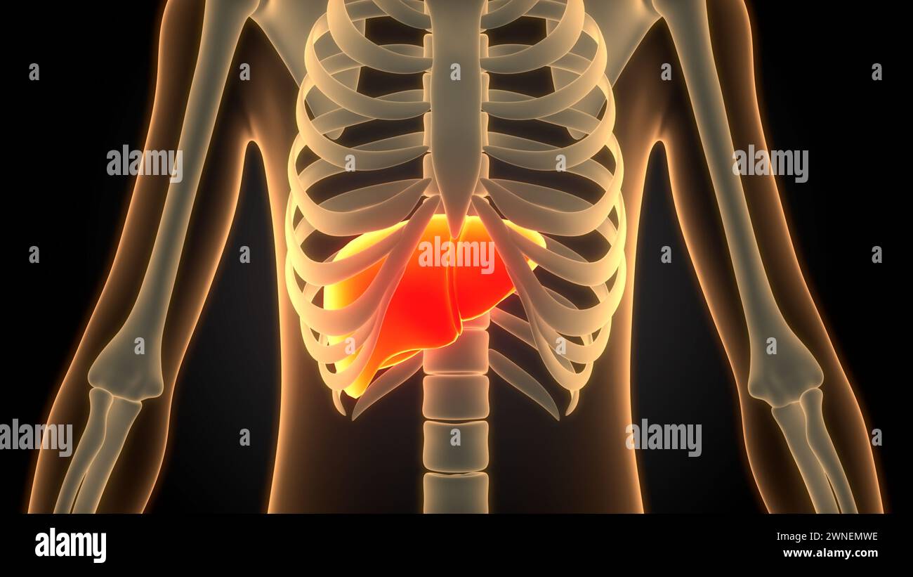 Human Internal Digestive Organ Liver Anatomy Stock Photo - Alamy