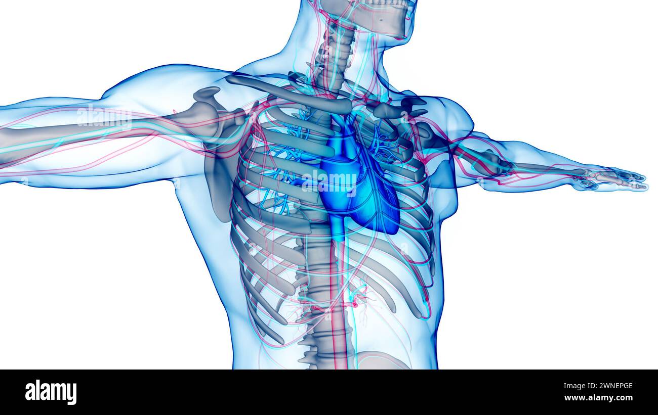 Human Circulatory System Heart Anatomy Stock Photo - Alamy