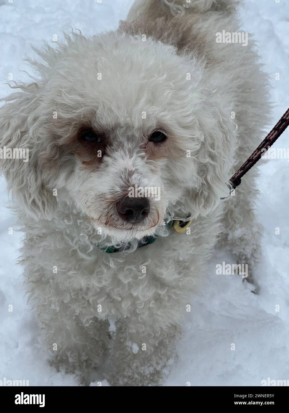 Dog enjoys the snow in Brooklyn, New York. Stock Photo