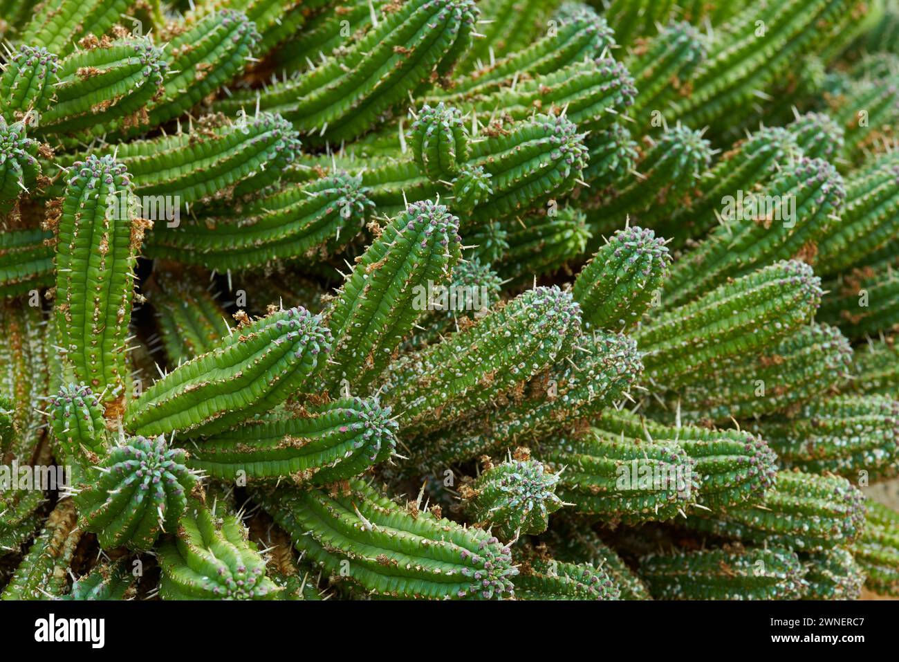 Cactus, plant and closeup in nature environment in desert location or ...