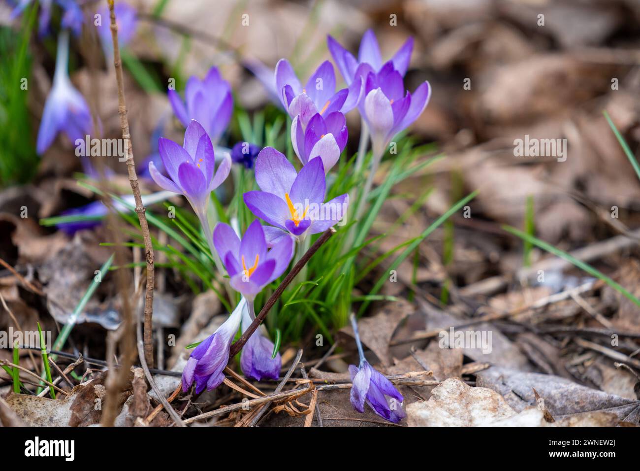 Augsburg, Bavaria, Germany - March 1, 2024: Crocuses flowers growing in ...