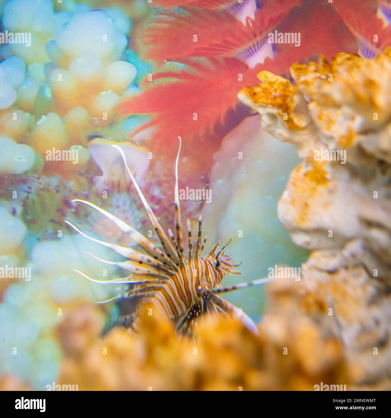 Red Lion fish Lionfish Pterois antennata Stock Photo - Alamy