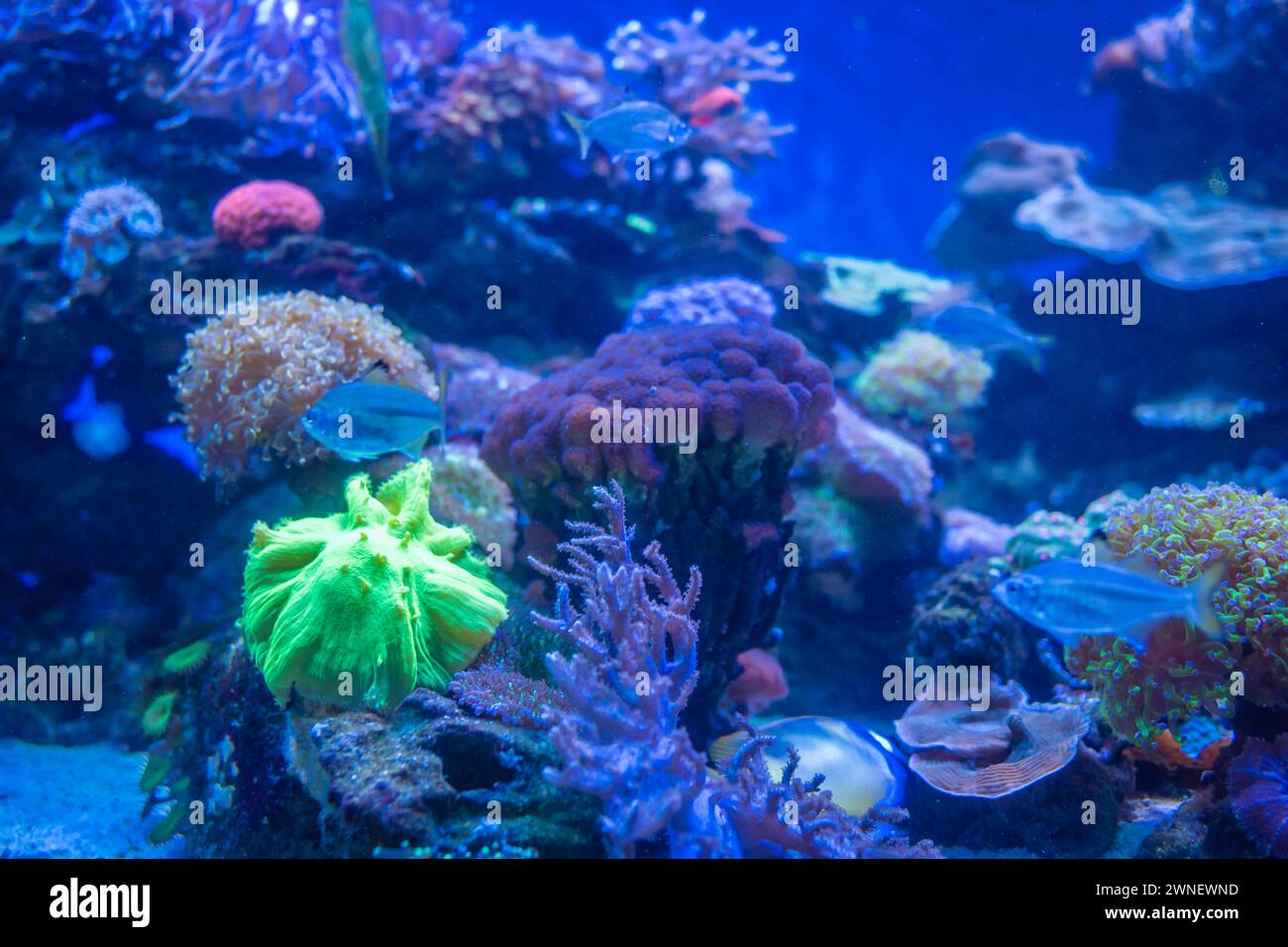 A luminescent Pectinia coral in aquarium. Stock Photo